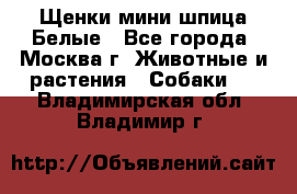 Щенки мини шпица Белые - Все города, Москва г. Животные и растения » Собаки   . Владимирская обл.,Владимир г.